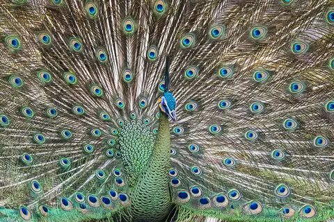 Green Peafowl