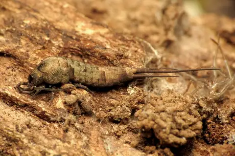 Pedetontus saltator
