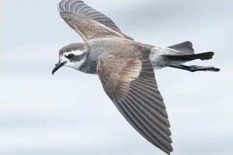 White-faced Storm Petrel