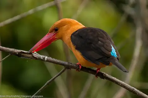 Brown-winged Kingfisher