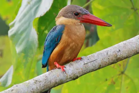 Stork-billed Kingfisher