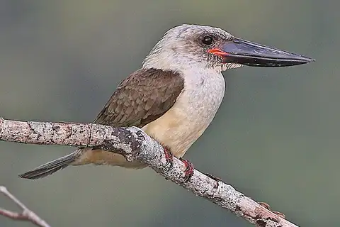 Great-billed Kingfisher