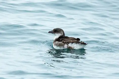 Peruvian Diving Petrel