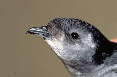 South Georgia Diving Petrel