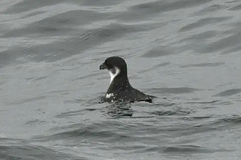 Magellanic Diving Petrel