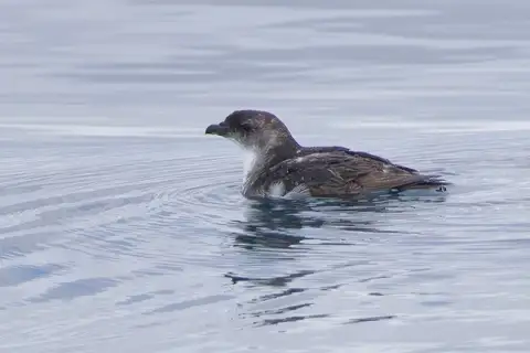 Common Diving Petrel