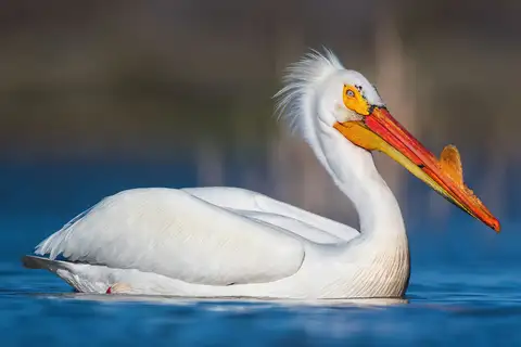 American White Pelican