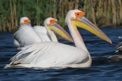 Great White Pelican