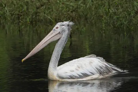 Spot-billed Pelican