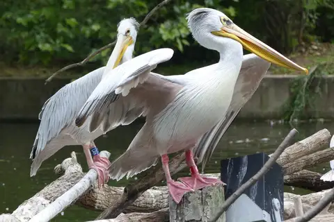 Pink-backed Pelican