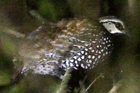 Latham's Francolin