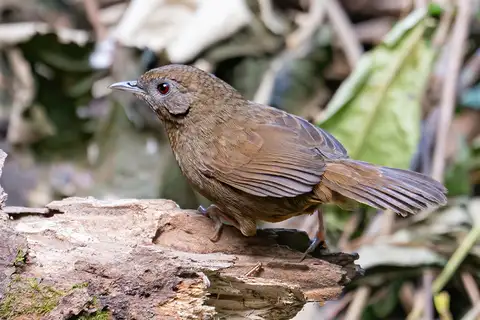 Spot-throated Babbler