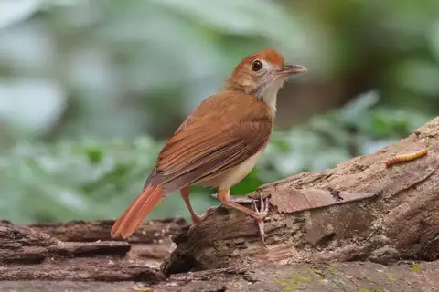 Ferruginous Babbler