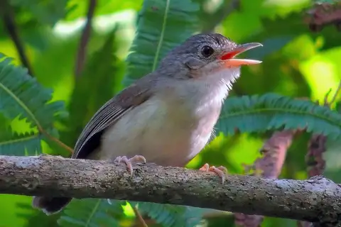 Sumatran Babbler