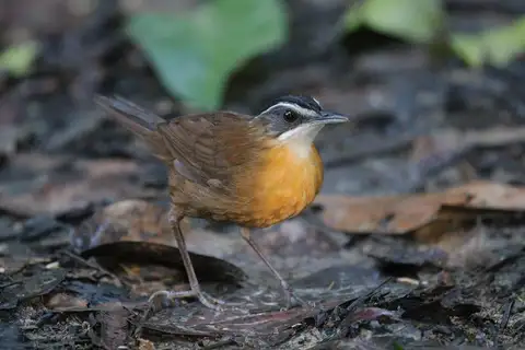 Bornean Black-capped Babbler