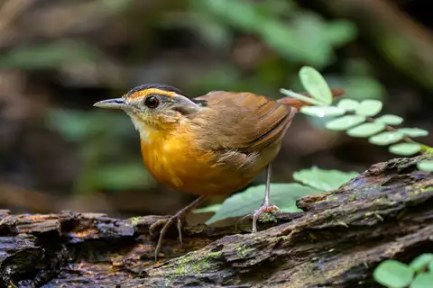 Javan Black-capped Babbler