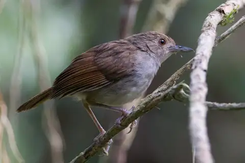Sulawesi Babbler