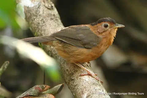 Brown-capped Babbler