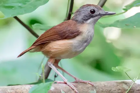Short-tailed Babbler
