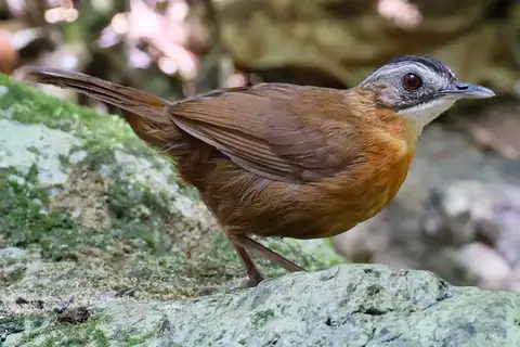 Malayan Black-capped Babbler