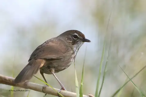 Marsh Babbler