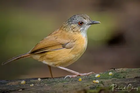 Temminck's Babbler