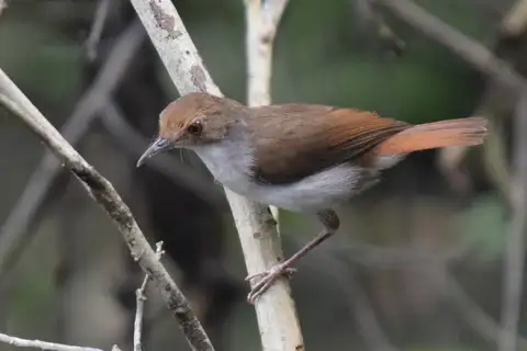 White-chested Babbler