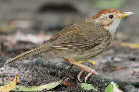 Puff-throated Babbler