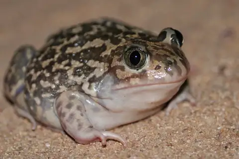 Iberian Spadefoot