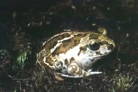 Common Spadefoot