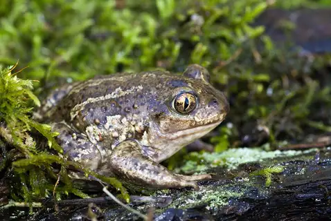 Pallas' Spadefoot