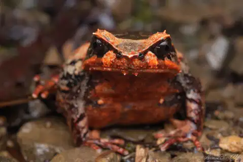 Kinabalu Horned Frog
