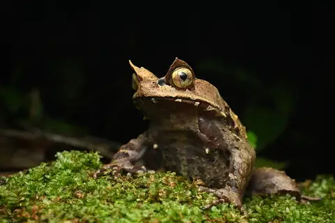 Kobayashi's Horned Frog