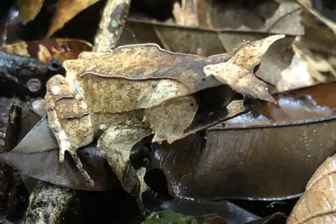 Long-nosed Horned Frog
