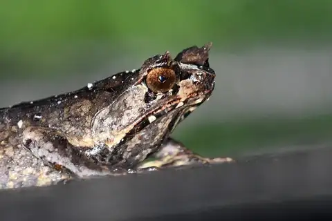 Mindanao Horned Frog