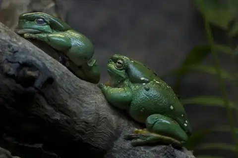 Splendid Tree Frog
