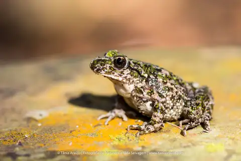 Lusitanian Parsley Frog