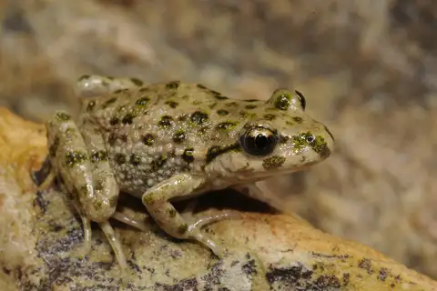 Iberian parsley frog