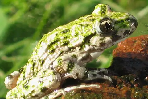 Common Parsley Frog