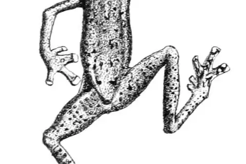 Günther's Dwarf Toad