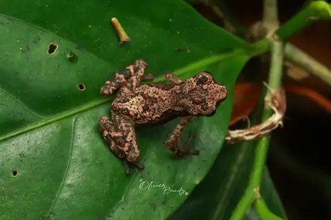 Pelophryne saravacensis