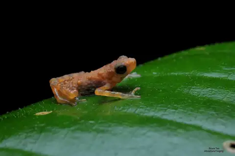 Lowland Dwarf Toad