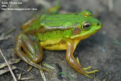 Golden Pond Frog