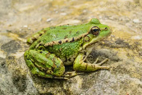 Cretan Frog