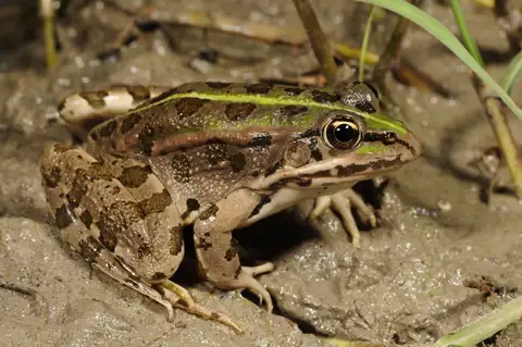 Epirus Water Frog