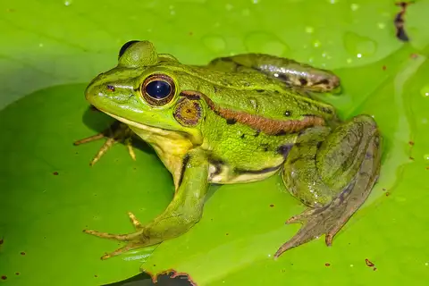 Fukien Gold-striped Pond Frog