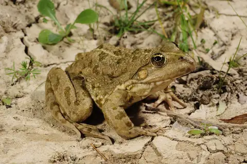 Graf's Hybrid Frog