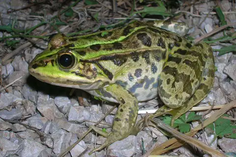 Italian Edible Frog