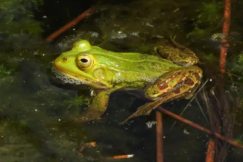 Pool Frog