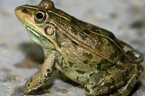 Yellow River Frog